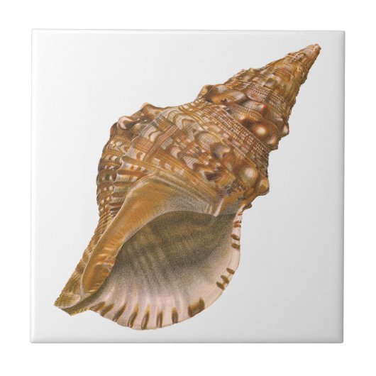 Triton Seashell Shell, Marine Ocean Animal Tegeltje (Voorkant)
