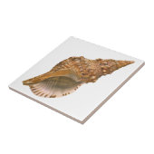 Triton Seashell Shell, Marine Ocean Animal Tegeltje (Zijkant)