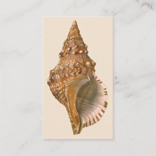 Triton Seashell Shell, Marine Ocean Animal Visitekaartje (Achterkant)