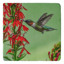 TRIVET-HUMMINGBIRD-KAN NIET GENOEG WORDEN