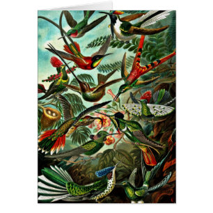 Trochilidae