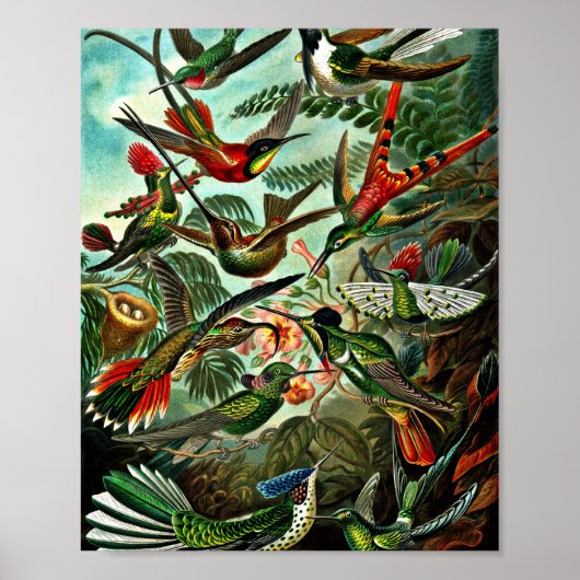 Trochilidae - Hummingvogels Poster (Voorkant)
