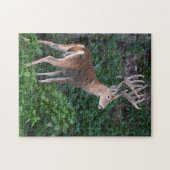 Trofee Whitetail Deer Buck in Velvet Legpuzzel (Horizontaal)