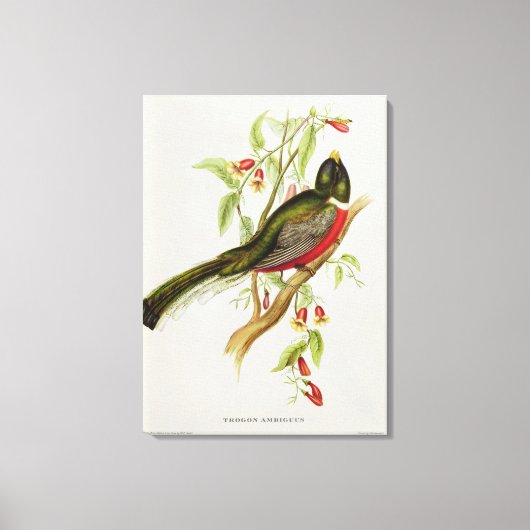 Trogon Ambiguus Canvas Afdruk (Voorkant)
