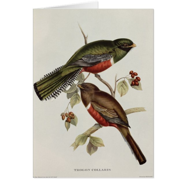 Trogon Collaris (Devant)