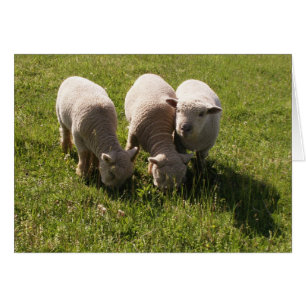 Trois agneaux de poupée