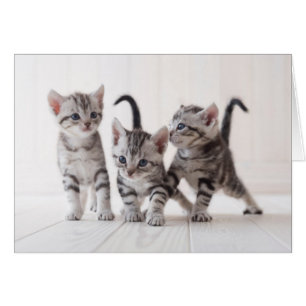 Trois Américain Shorthair Jouer