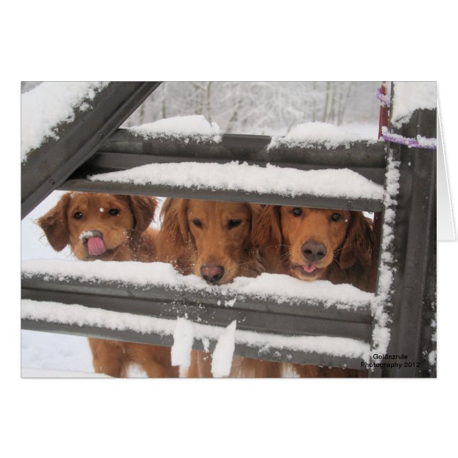 Trois Amigo (Devant Horizontal)