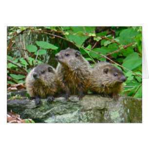 Trois bébé Groundhogs