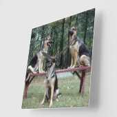 Trois bergers allemands posant horloge murale (Angle)