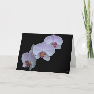 Trois cartes de vœux aux orchidées