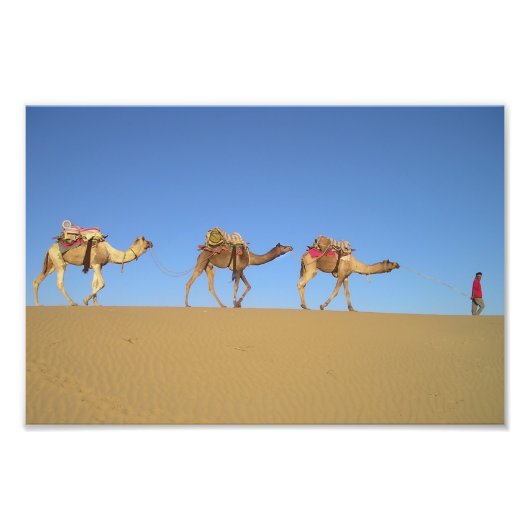 Trois chameaux dans le désert Poster (Devant)