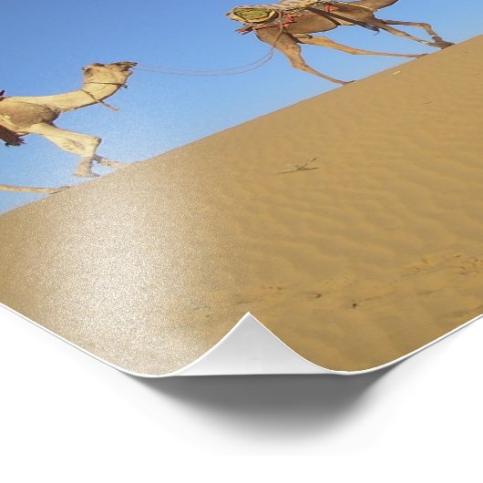 Trois chameaux dans le désert Poster (Coin)