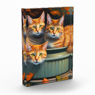 Trois Chats Gingembre Dans Un Pot, Bloc Photo