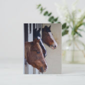 Trois chevaux dans la carte postale (Debout devant)
