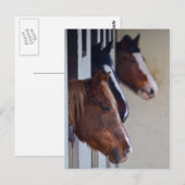Trois chevaux dans la carte postale (Devant / Derrière)