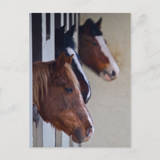 Trois chevaux dans la carte postale (Devant)
