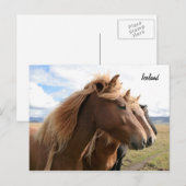 Trois chevaux dans une rangée Carte postale (Devant / Derrière)