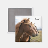 Trois chevaux d'Islande en ligne Aimant (Recto/Verso)