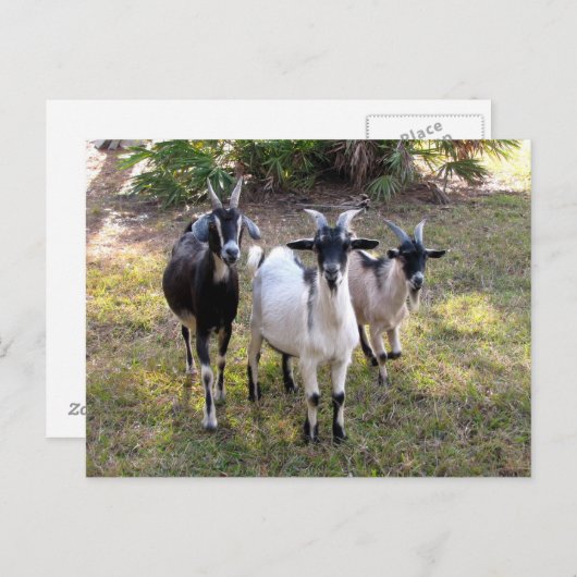 Trois chèvres Billy - Carte postale (Devant / Derrière)