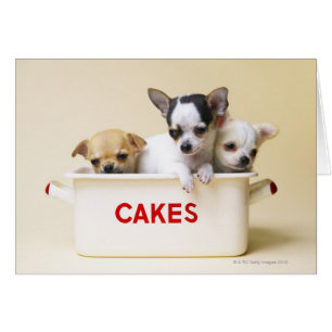 Trois chihuahua chippies en boîte à gâteau