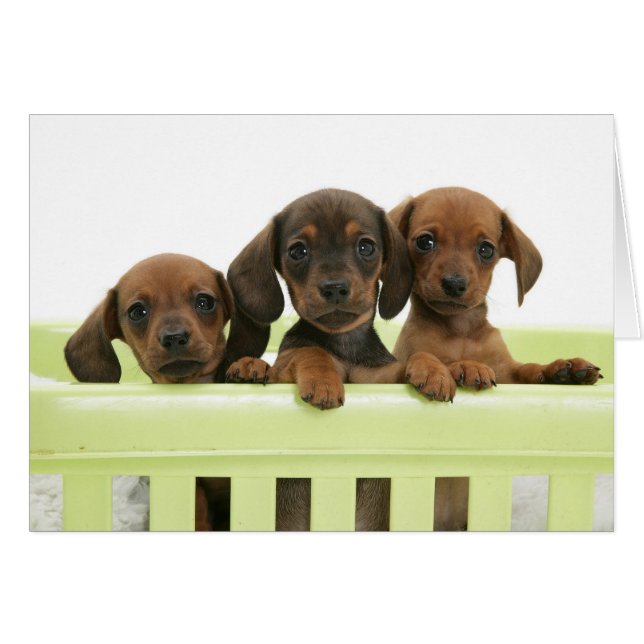 Trois chiots adorables de basset allemand (Devant horizontal)