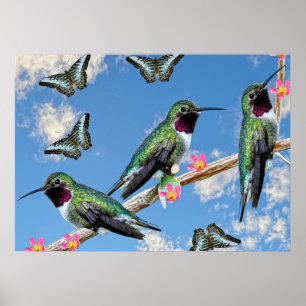 Trois colibris perchés sur une affiche de branche