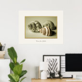 Trois coques de mer ~ Impression photographique (Bureau à domicile)