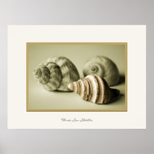 Trois coques de mer ~ Impression photographique