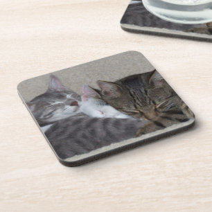 Trois dessous de verre de chats