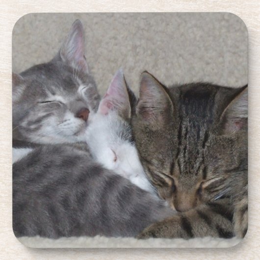 Trois dessous de verre de chats (Devant)