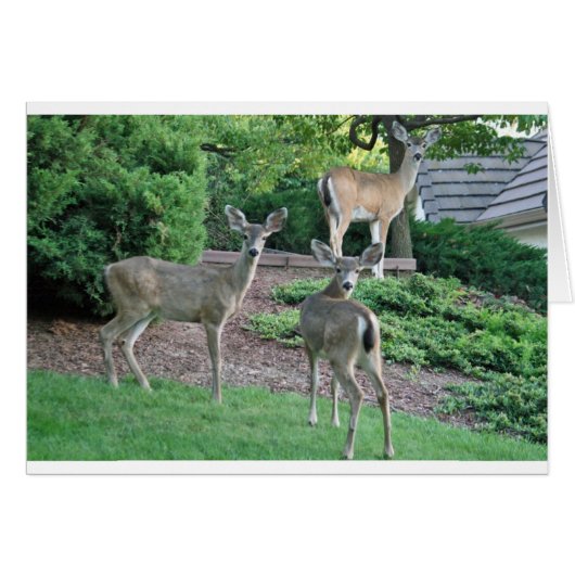 Trois fait regarder l'appareil-photo (Devant Horizontal)