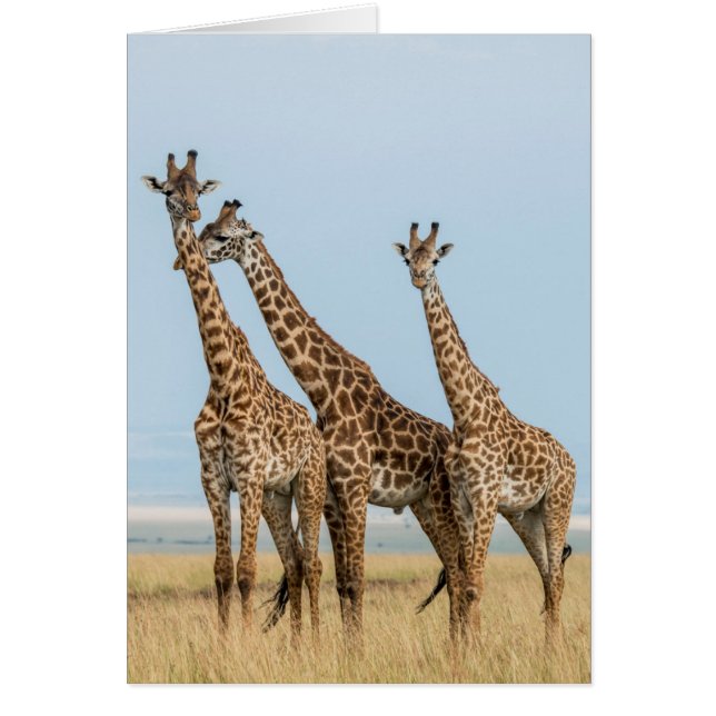 Trois girafes posant (Devant)