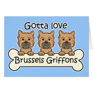 Trois griffons de Bruxelles