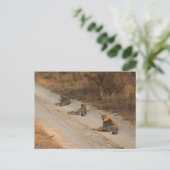 Trois guépards sur Dirt Road à Sunrise - Carte pos (Debout devant)
