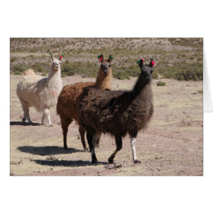 Trois Llamas Brown non carte
