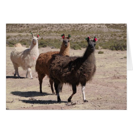 Trois Llamas Brown non carte (Devant Horizontal)