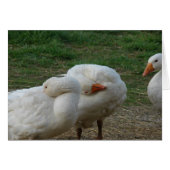 Trois oies (Devant horizontal)