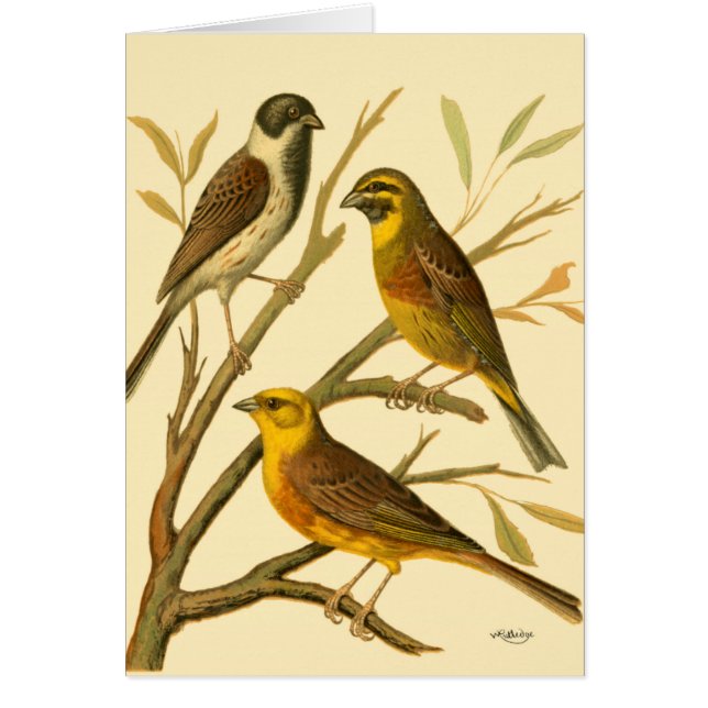 Trois oiseaux domestiques perchés sur une branche (Devant)