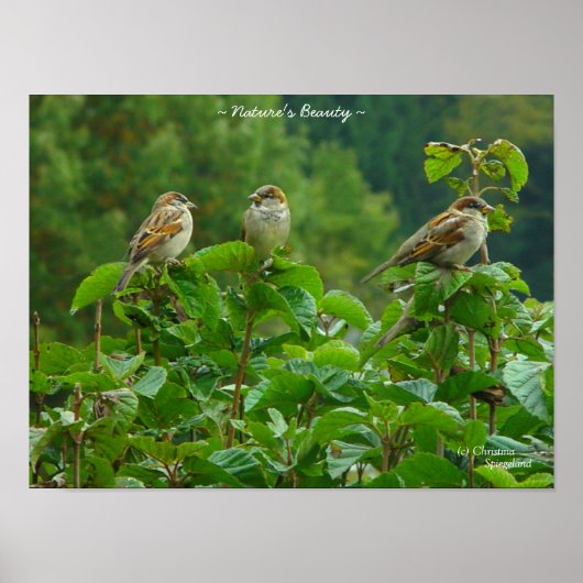Trois petits amis oiseaux Poster (Devant)