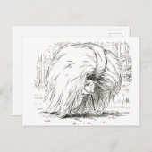 Trois Petits Cochons : La Première Carte Postale P (Devant / Derrière)