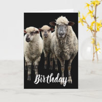 TROIS PHOTOS DE SHEEP SUR CARTE DE SALUT D'ANNIVER