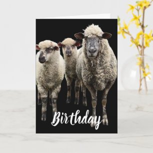 TROIS PHOTOS DE SHEEP SUR CARTE DE SALUT D'ANNIVER