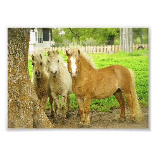 Trois Poney Horse Farm Photo Imprimer (Devant)
