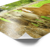 Trois Poney Horse Farm Photo Imprimer (Coin)