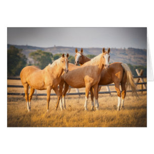 Trois poneys de palomino