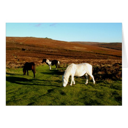 Trois poneys sur Dartmoor (Devant horizontal)