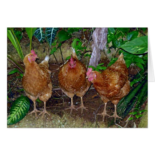 Trois poules (Devant horizontal)