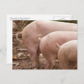Trois queues de cochons bouclés Carte postale (Devant / Derrière)
