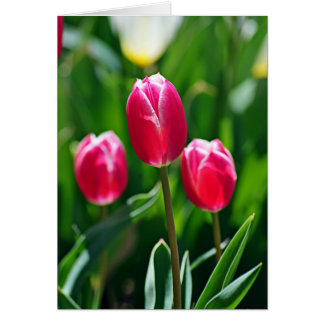 Trois Rose